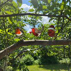 Robin stained glass shining on wall shadow, warm sunlight reflections