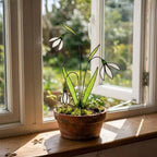 Stained glass snowdrop flower with white petals and green leaves, January birth month gift, available with personalized wood stand or as a single stem.