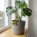 Handmade stained glass snail plant stake with amber shell and green leaves, cute cottagecore garden decor for indoor pots, gift for plant lover.