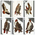 Handmade stained glass red tailed hawk suncatcher, realistic bird of prey window hanging, raptor wildlife decor gift for dad, father's day gift.