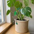 Handmade stained glass snail plant stake with amber shell and green leaves, cute cottagecore garden decor for indoor pots, gift for plant lover.